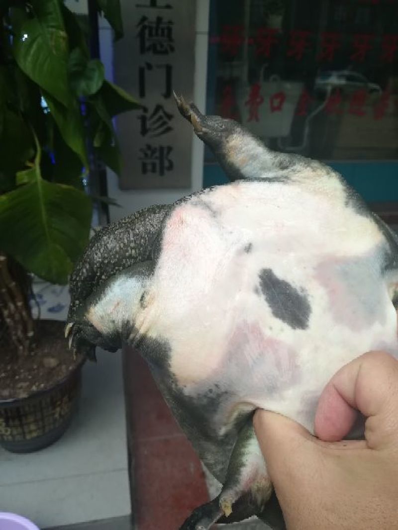 生态甲鱼2.5~3斤