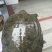 生态甲鱼2.5~3斤