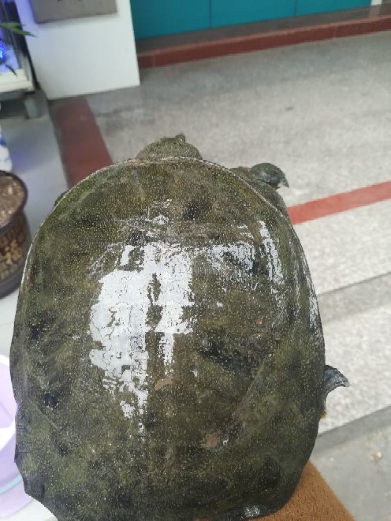 生态甲鱼2.5~3斤