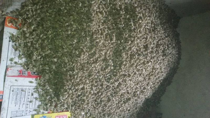 辛夷有梗小花