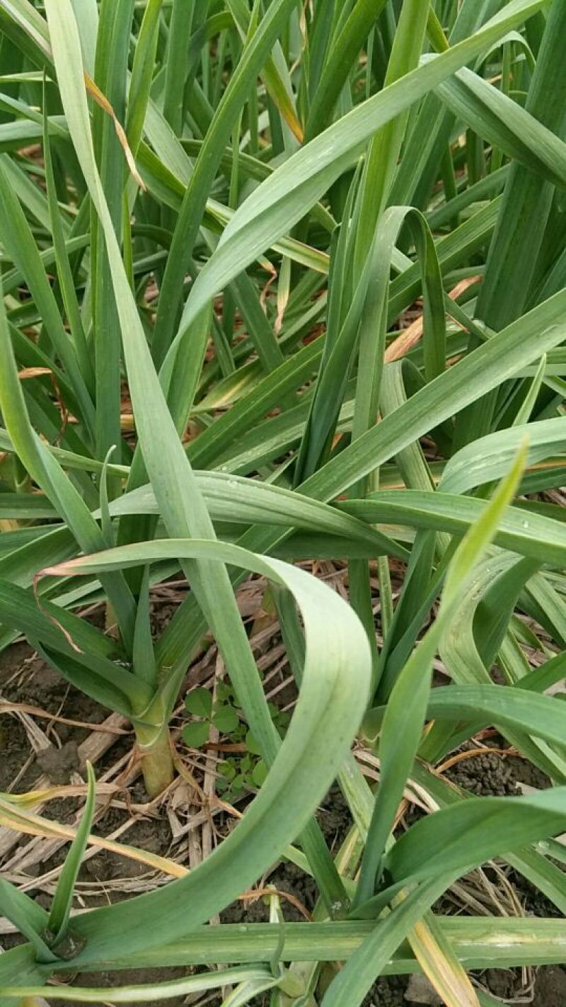红根蒜苗40~45cm
