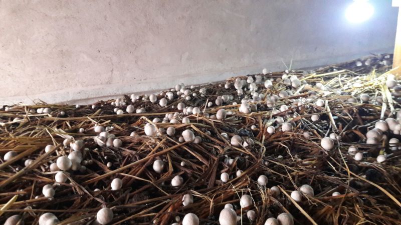 草菇5~6cm以上