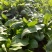 越冬菠菜20~25厘米