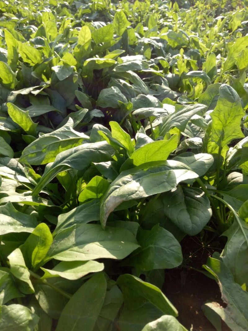 越冬菠菜20~25厘米