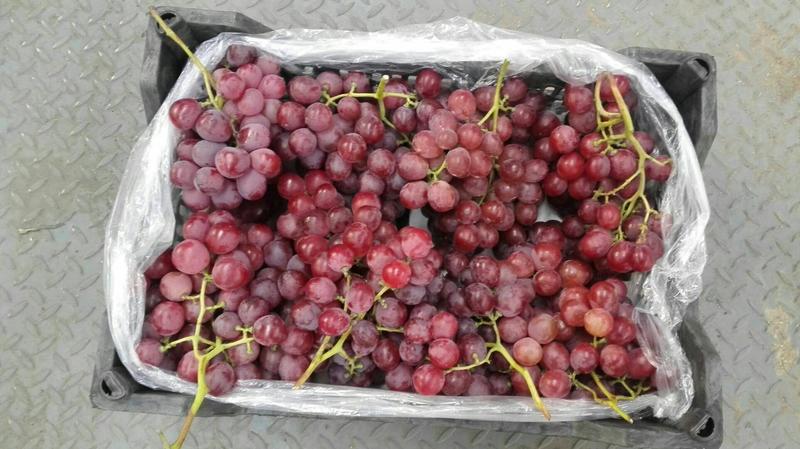 精品克伦生葡萄原产地直发批发市场商超电商平台水果店