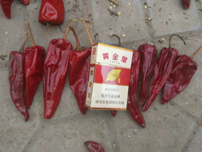 鲜辣椒10~15厘米微辣红
