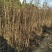 大红袍花椒苗0.5~1年