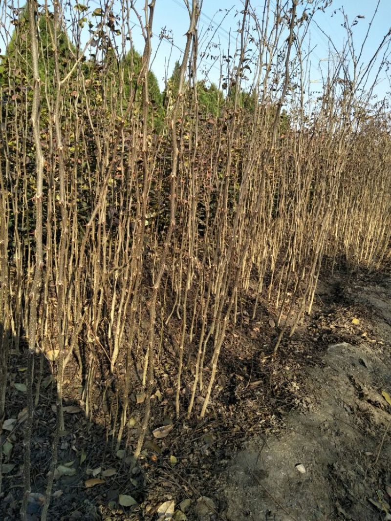 大红袍花椒苗0.5~1年