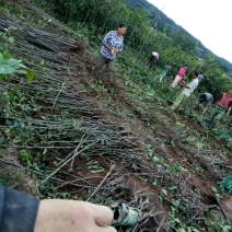 核桃苗银新14