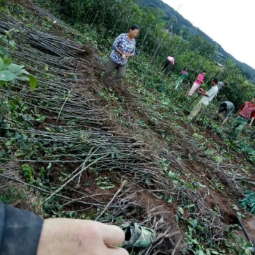 核桃苗银新14
