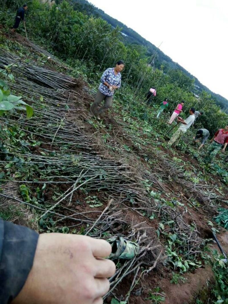 核桃苗银新14