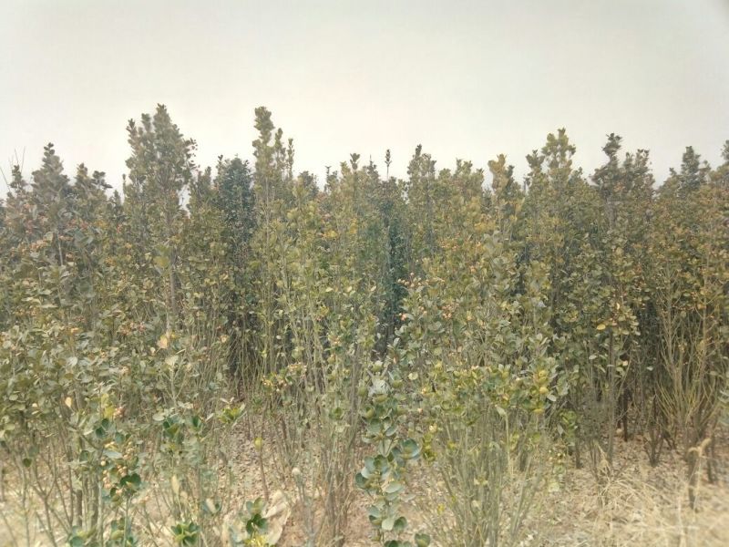 荒山10~100亩10~30年合作