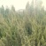 荒山10~100亩10~30年合作