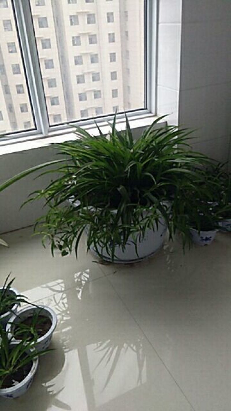 千叶吊兰