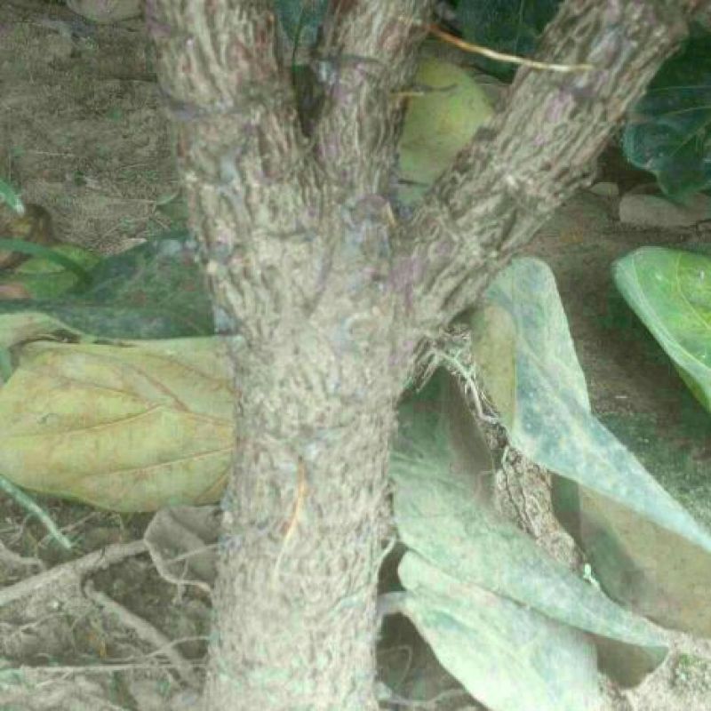 琴叶榕
