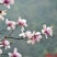 辛夷有梗小花