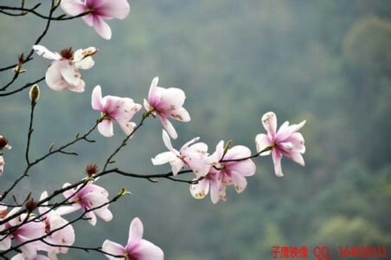 辛夷有梗小花