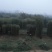 绿竹1~2m