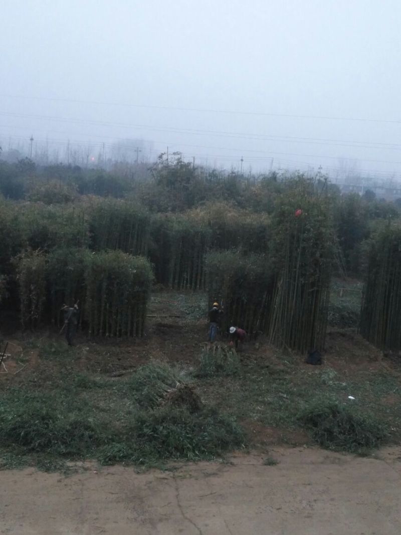 绿竹1~2m