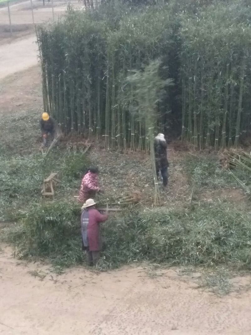 绿竹1~2m