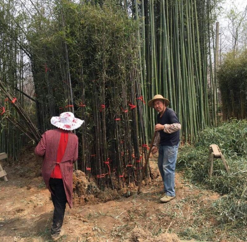 绿竹1~2m