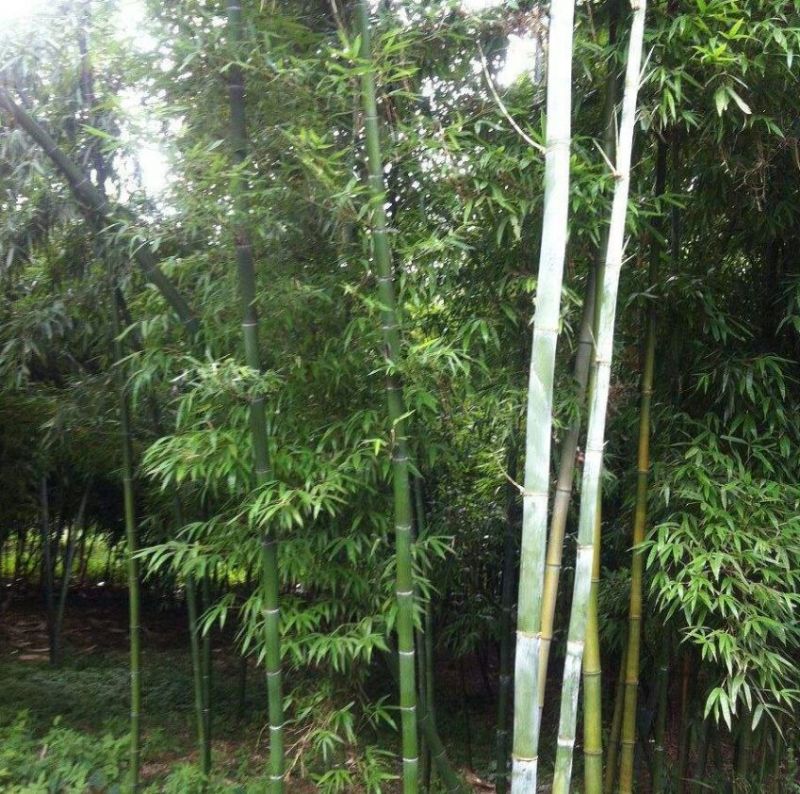 绿竹1~2m