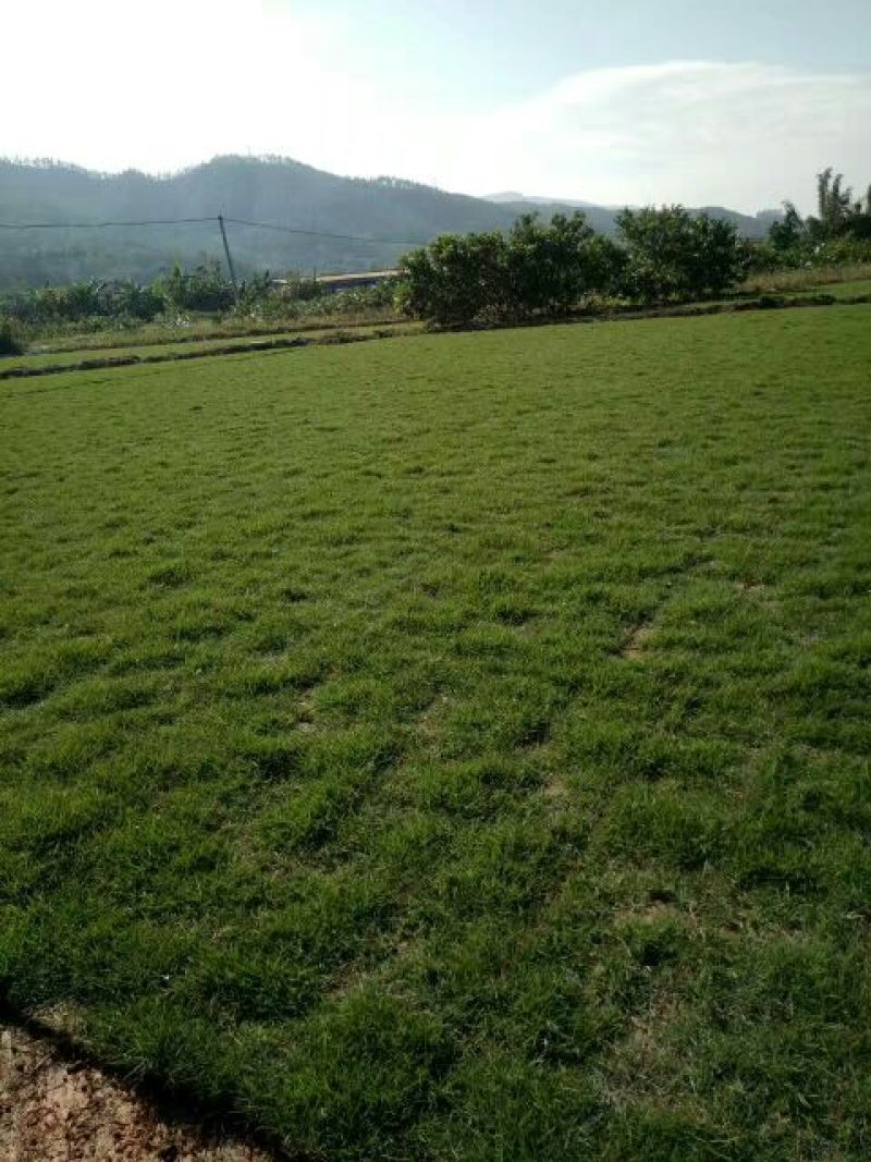 福建马尼拉，，，产地直供上车价，