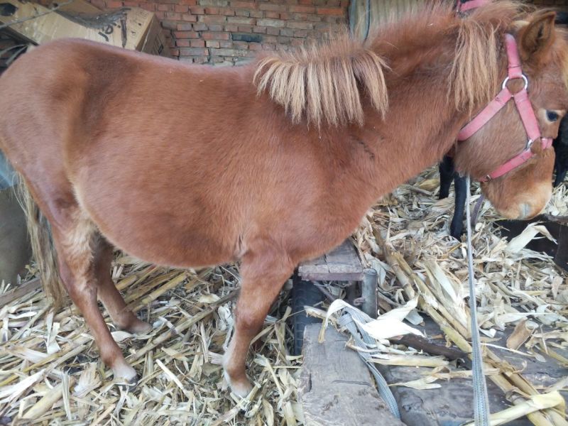 矮马100~200kg