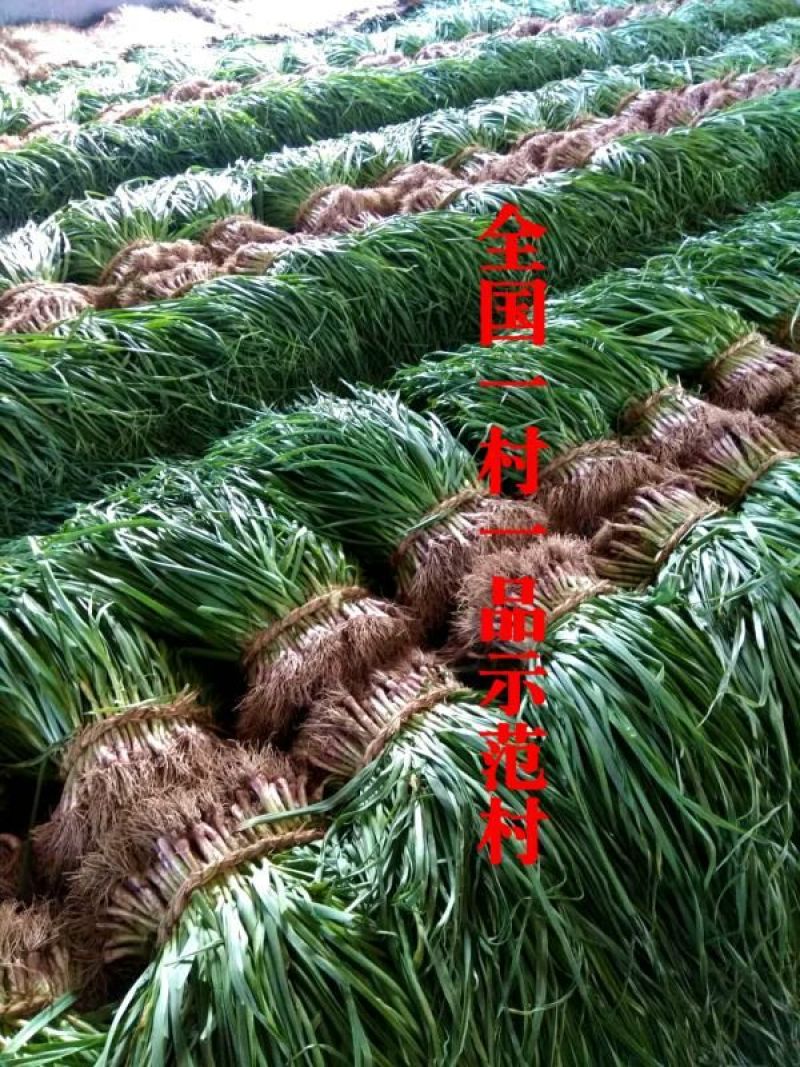 精品红根蒜苗，等级分拣加工，欢迎新老朋友前来订购