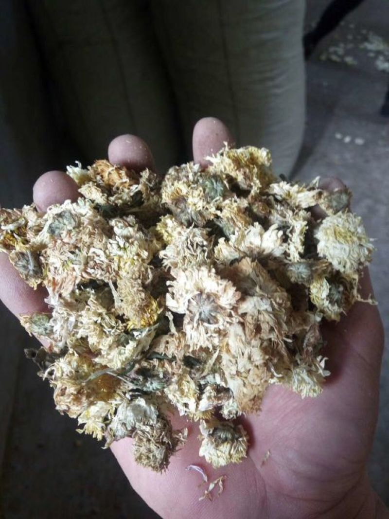 药用菊花散装