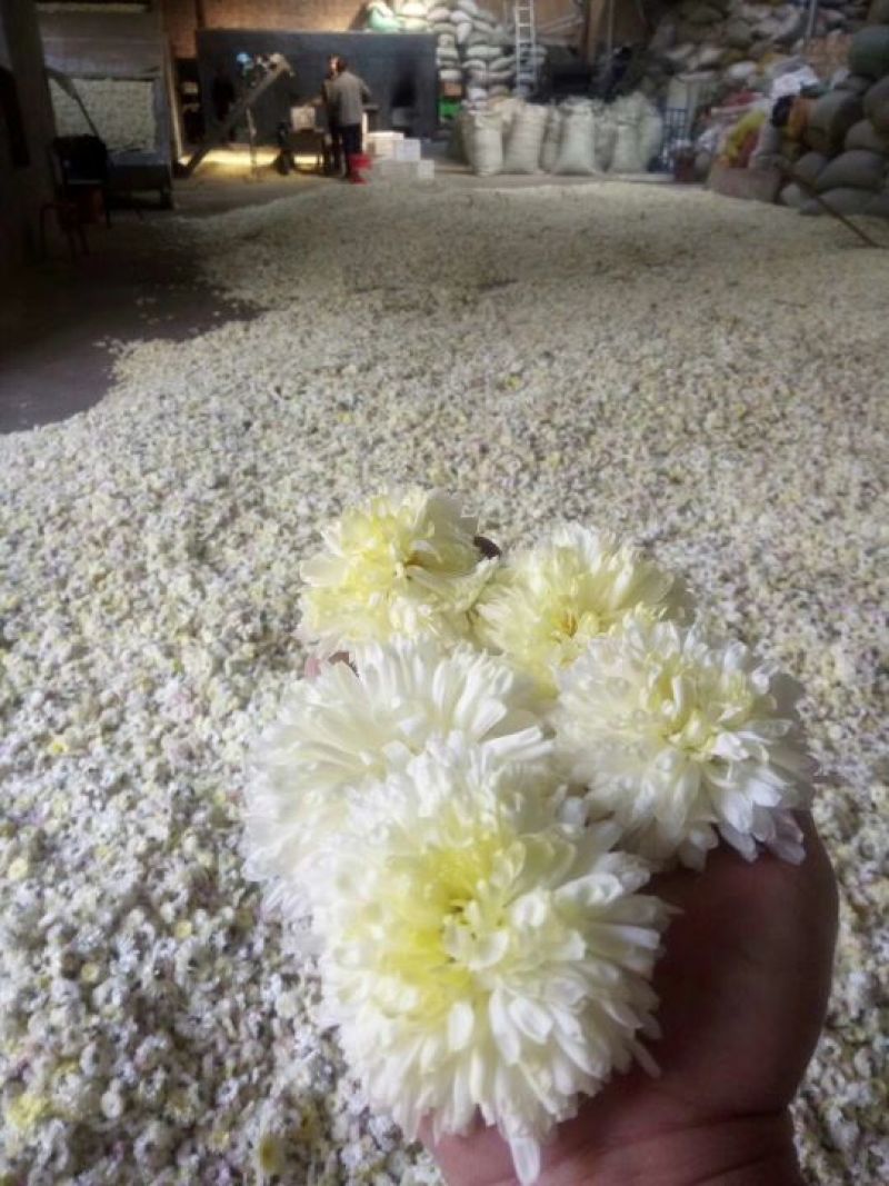 药用菊花散装
