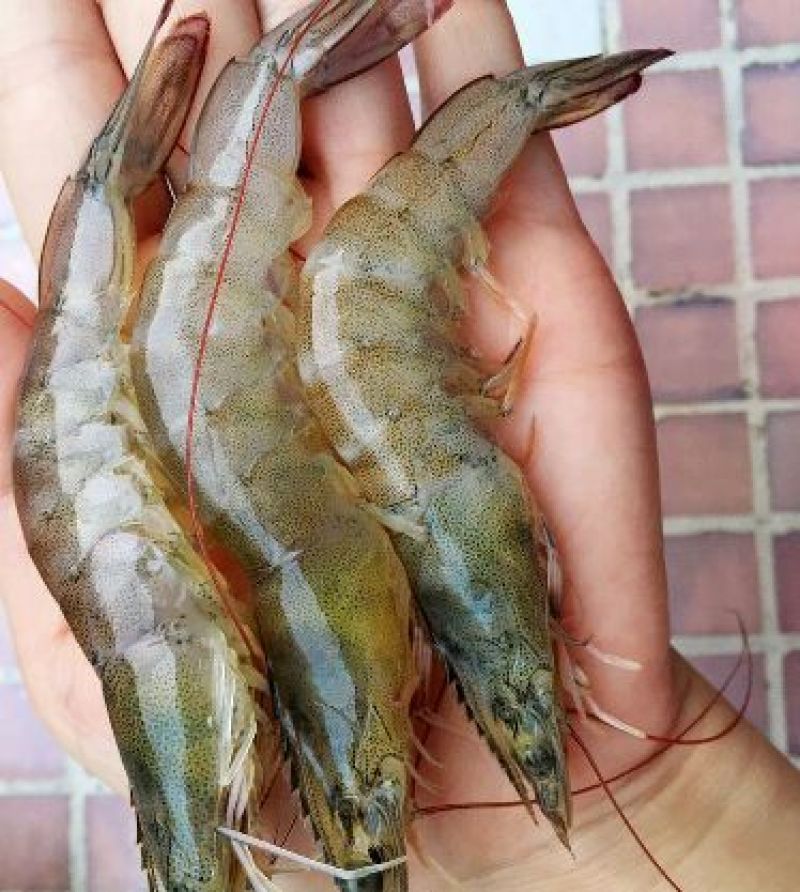 近缘新对虾食用活虾
