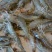 近缘新对虾食用活虾