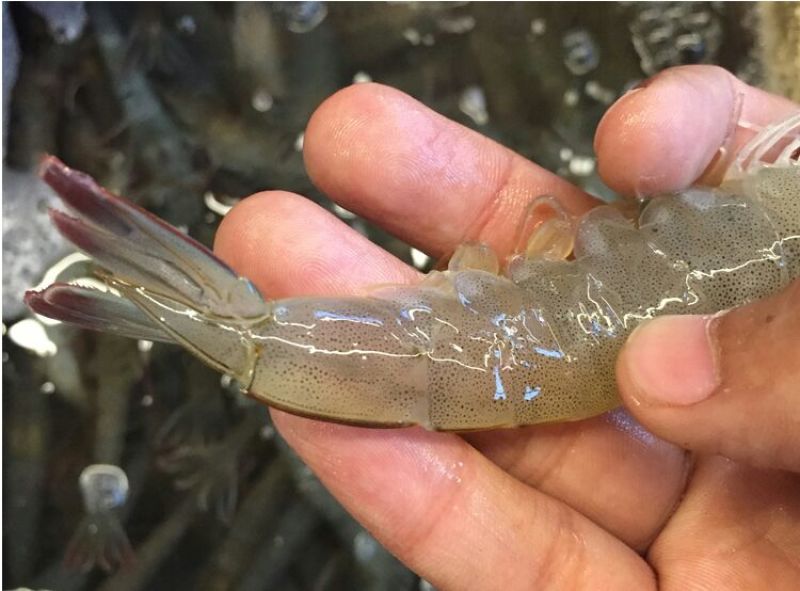 近缘新对虾食用活虾
