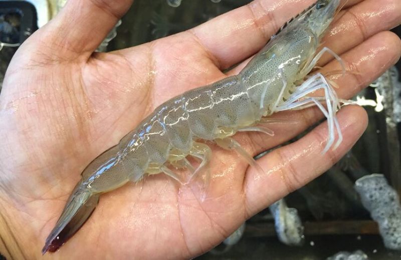 近缘新对虾食用活虾