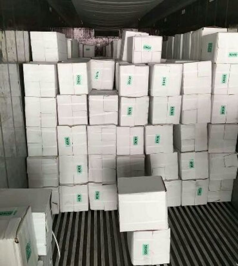 近缘新对虾食用活虾