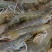 近缘新对虾食用活虾
