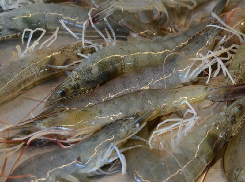 近缘新对虾食用活虾