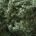 益母草童子益母草
