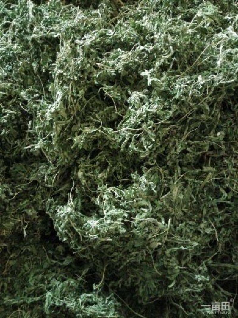 益母草童子益母草