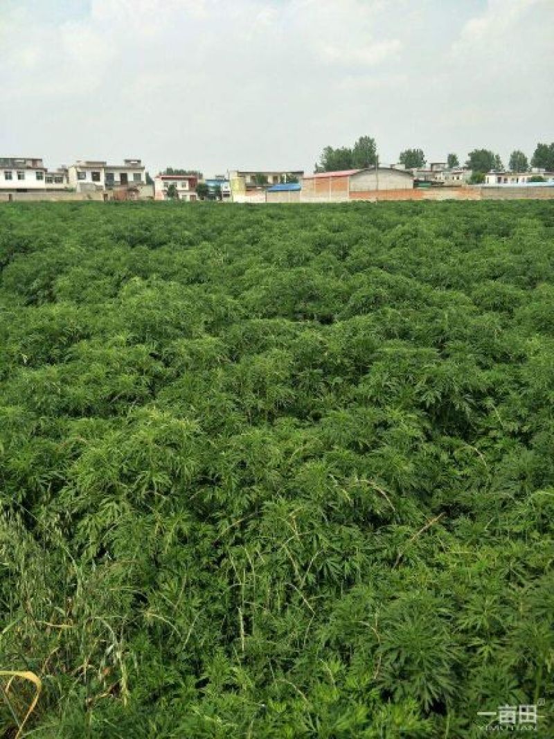 益母草童子益母草