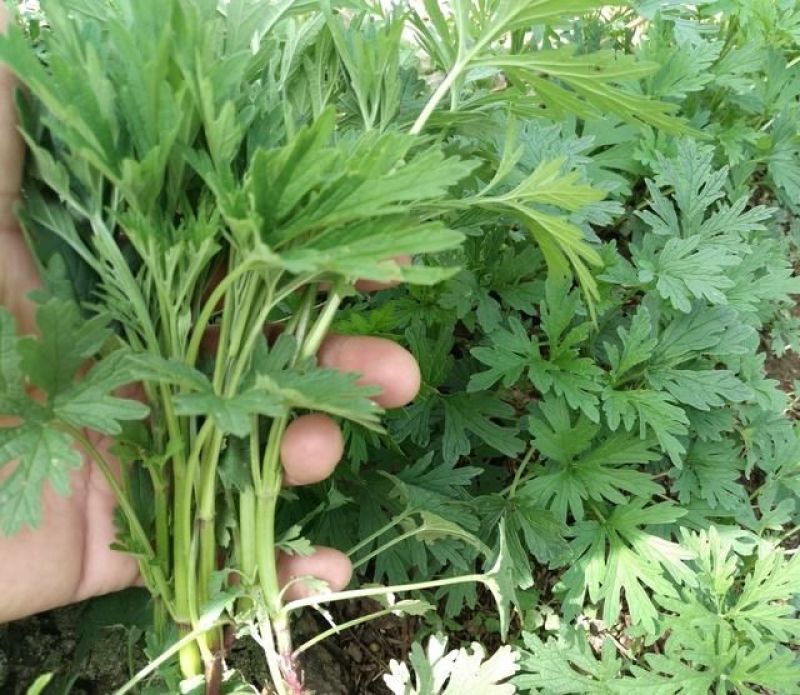 益母草童子益母草