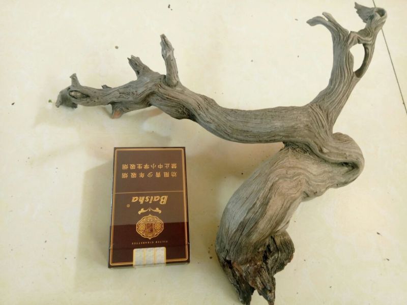 太行崖柏10~12cm0.5米以下