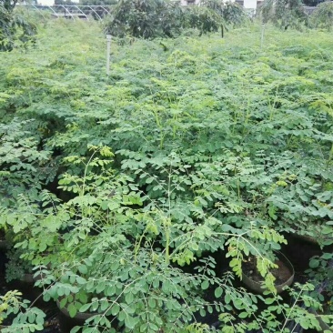 【一件代发】包邮正宗辣木树苗，高营养，基地直发，成活率高
