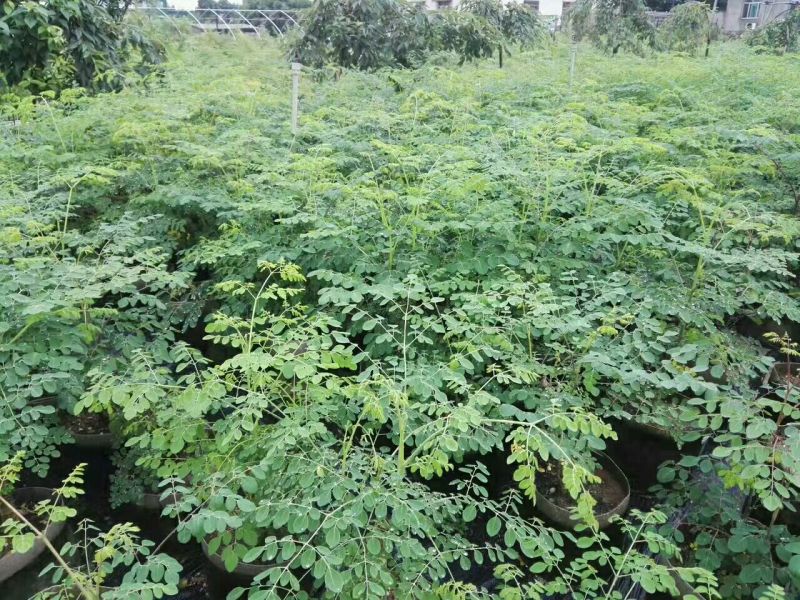 【一件代发】包邮正宗辣木树苗，高营养，基地直发，成活率高