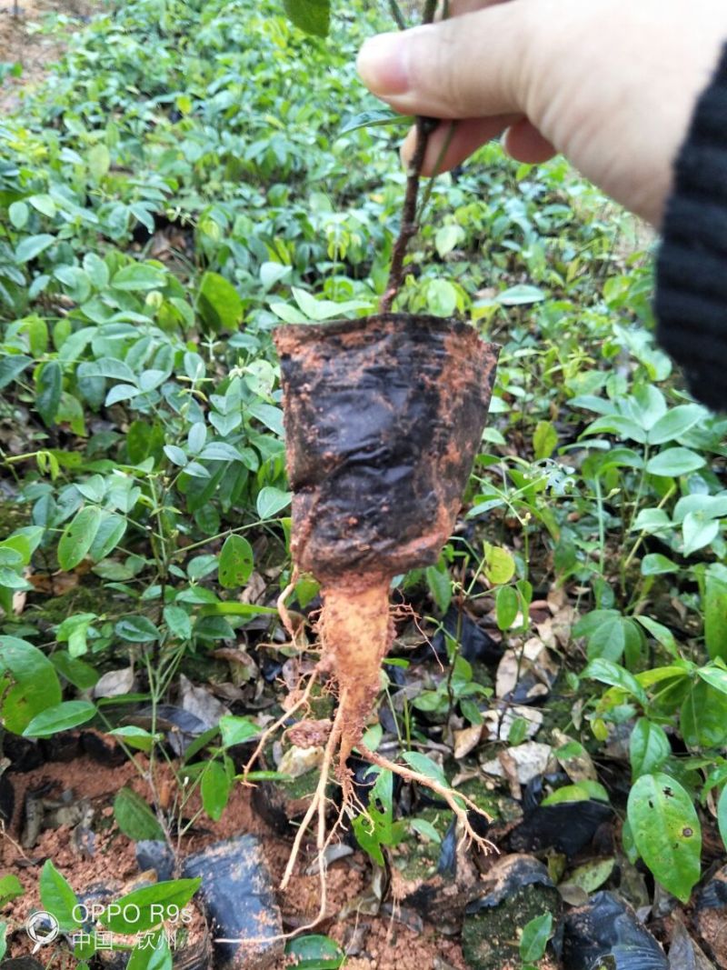 牛大力种苗15~30cm