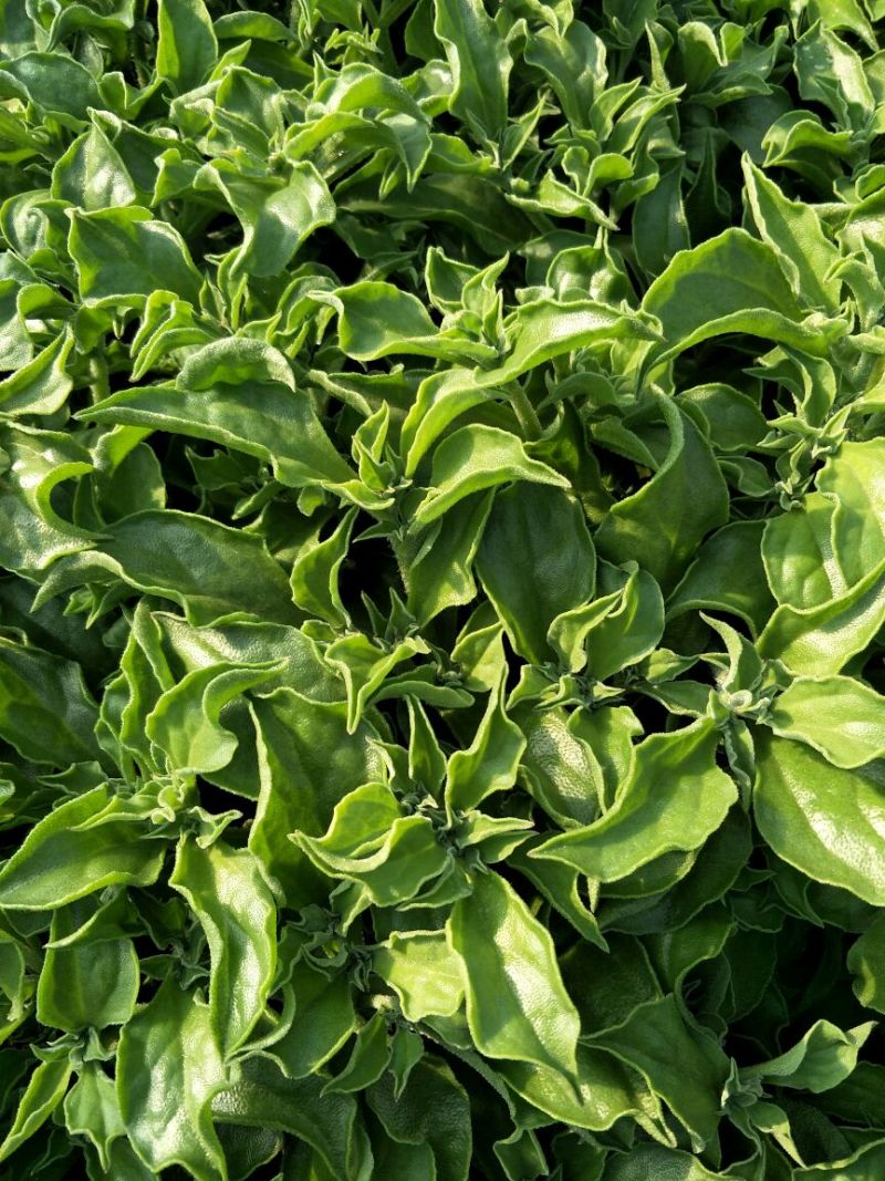 非洲冰草，批量供应基地直发，诚信经营全国发货