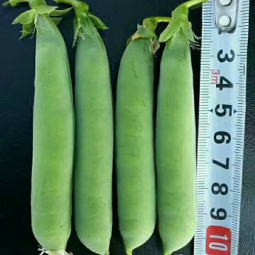 长寿仁豌豆饱满