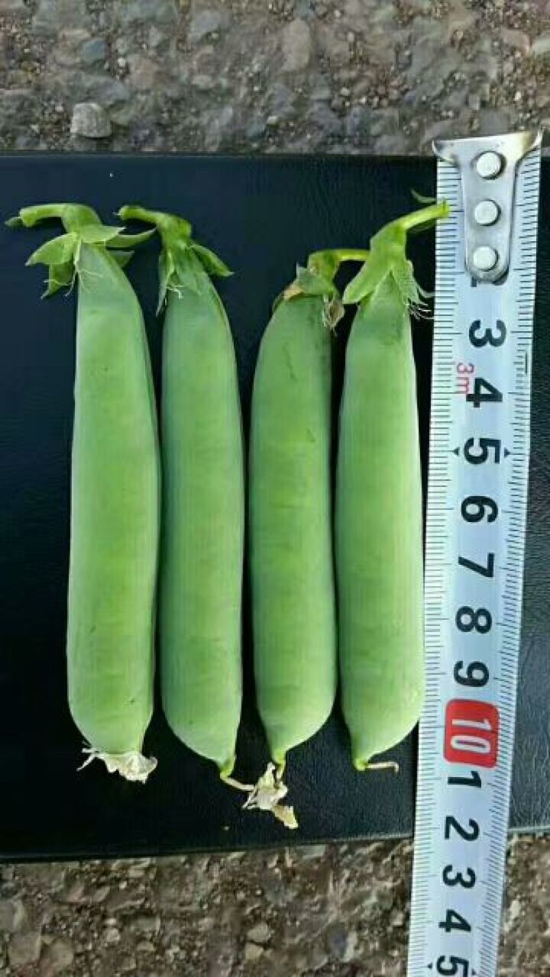 长寿仁豌豆饱满