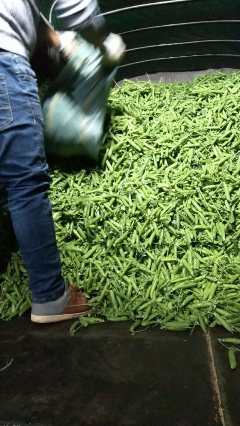 长寿仁豌豆饱满